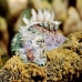 nudibranch_mm_v_0705_png0150.jpg